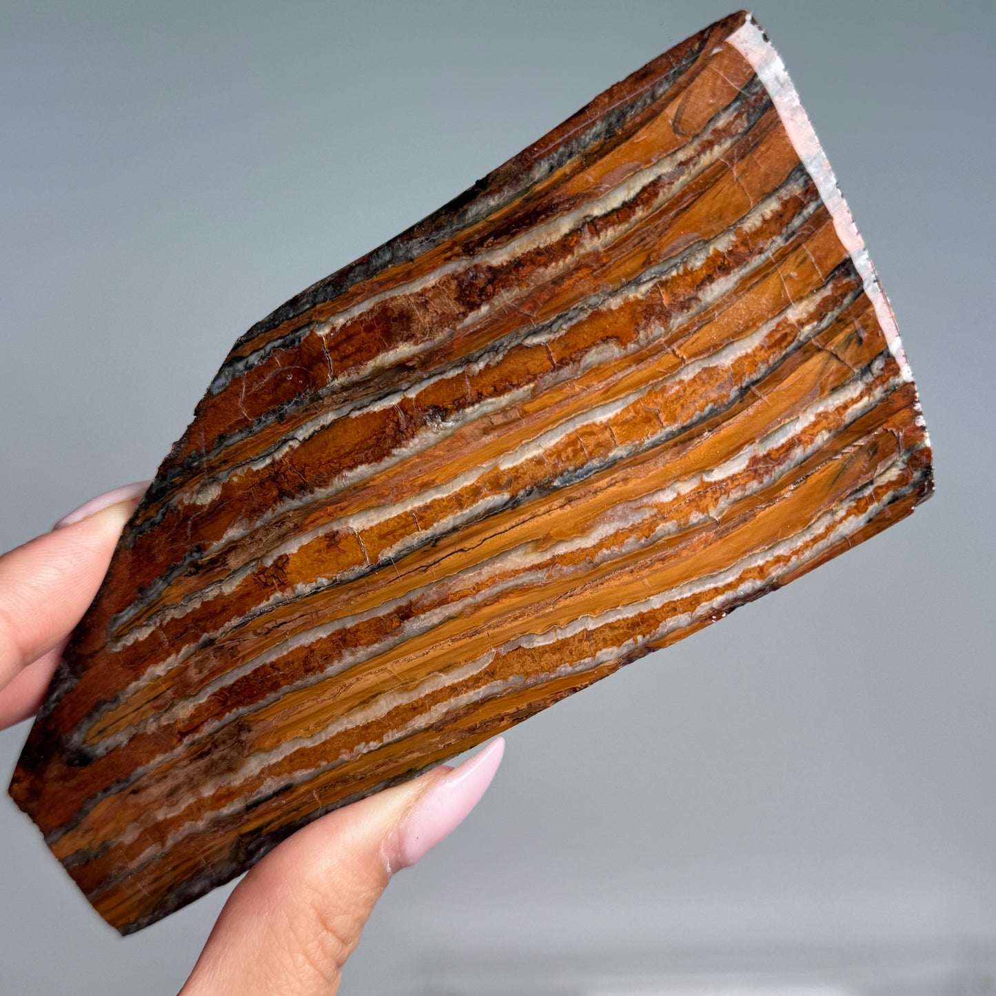 Mammoth Tooth Slabs