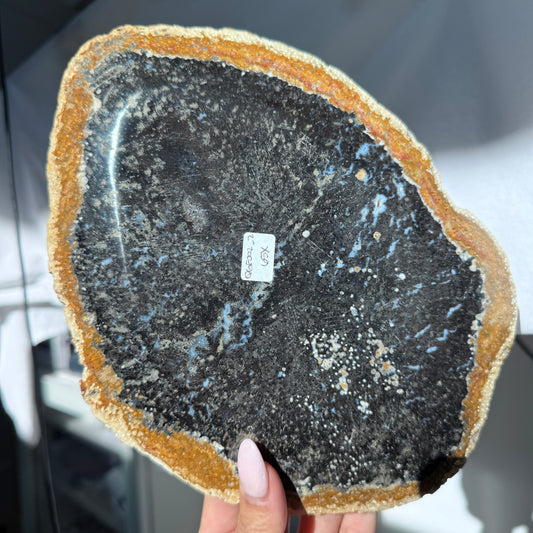 Palm Root Fossil Plate #2