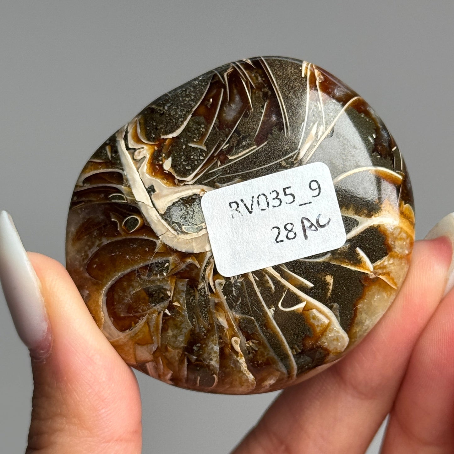 Ammonite Palm #09