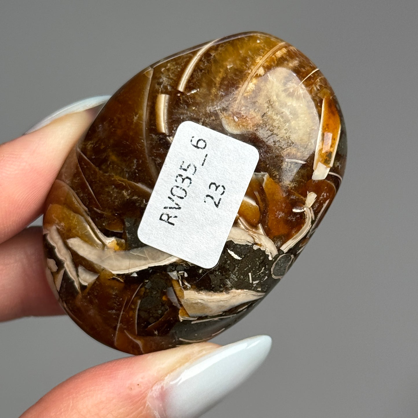 Ammonite Palm #06