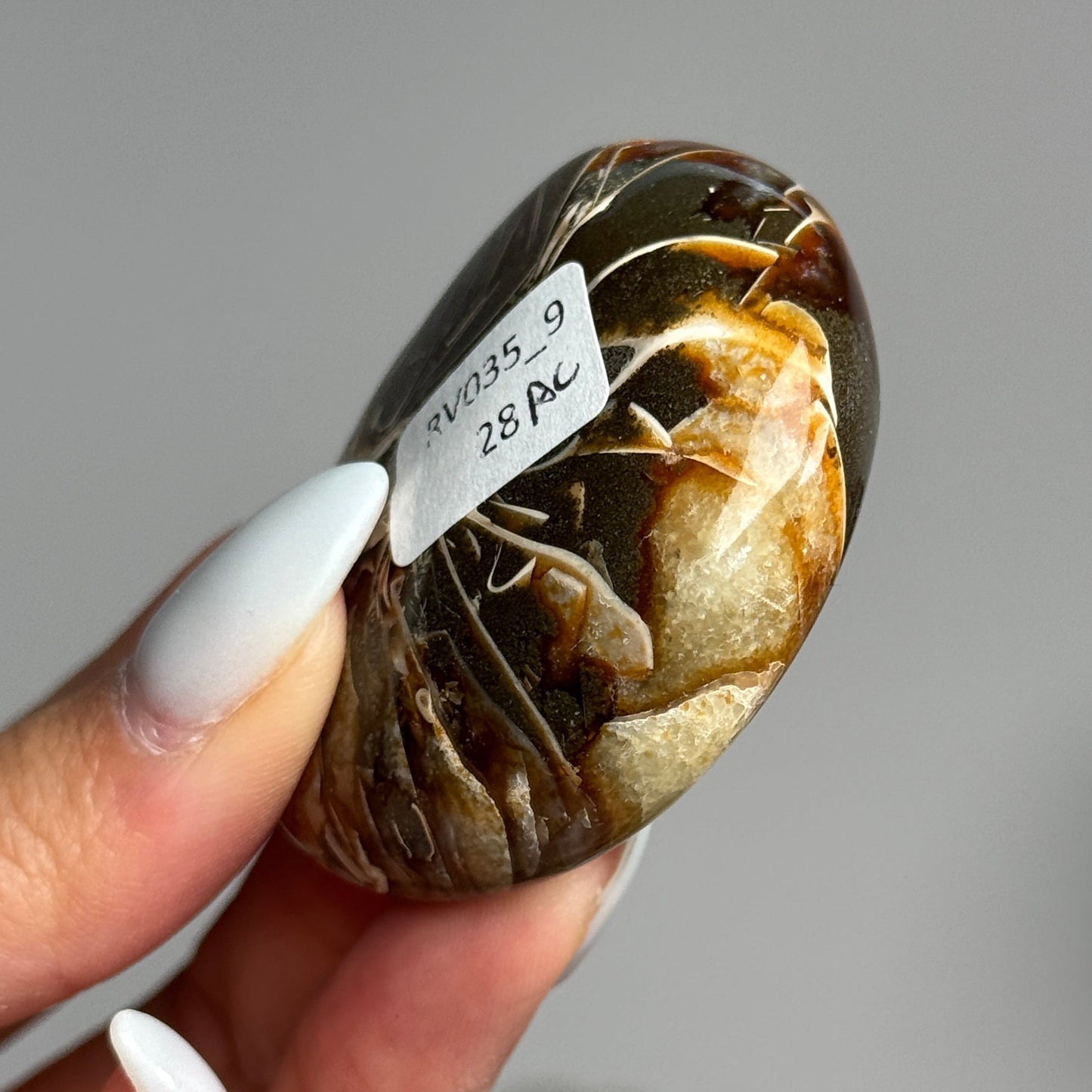 Ammonite Palm #09
