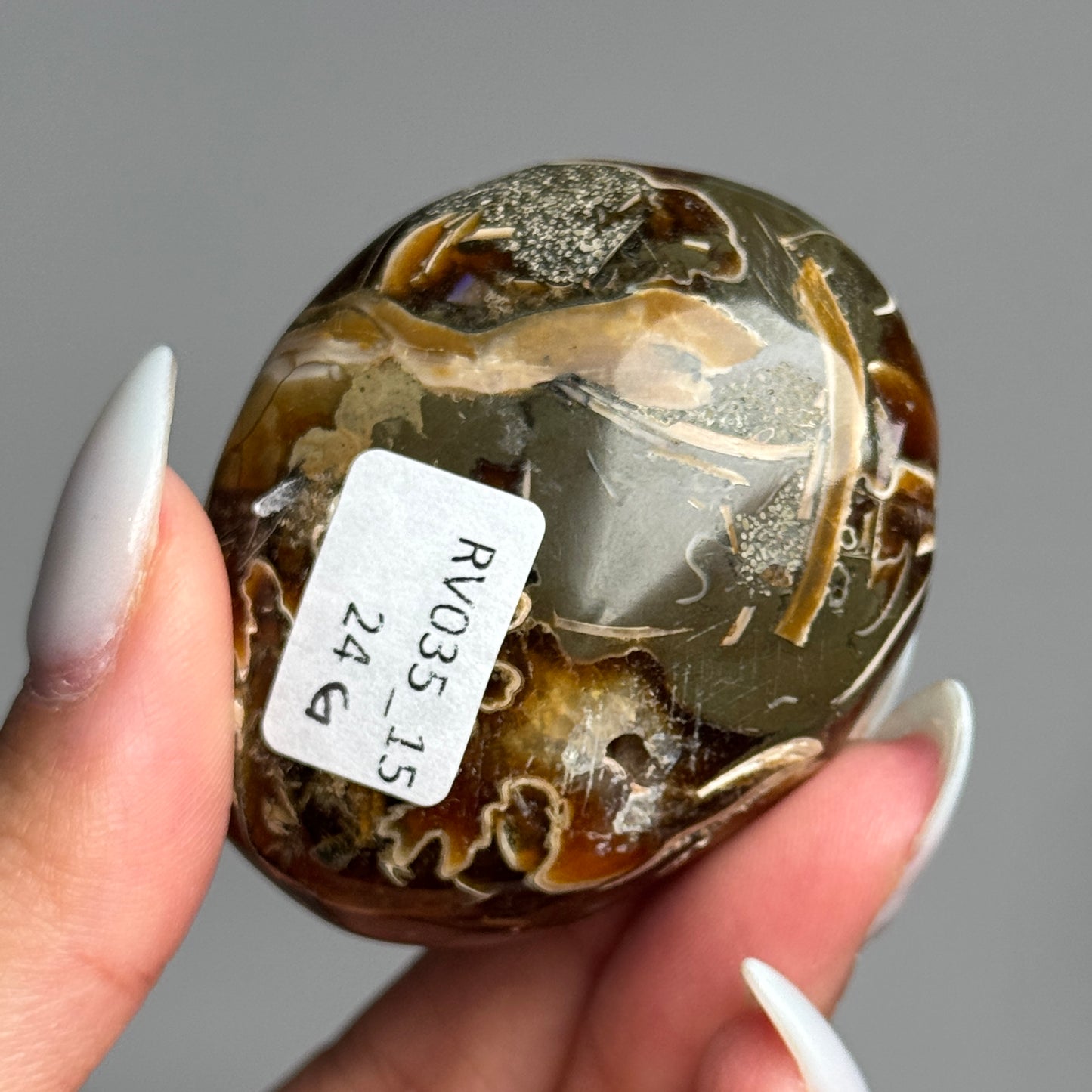 Ammonite Palm #15