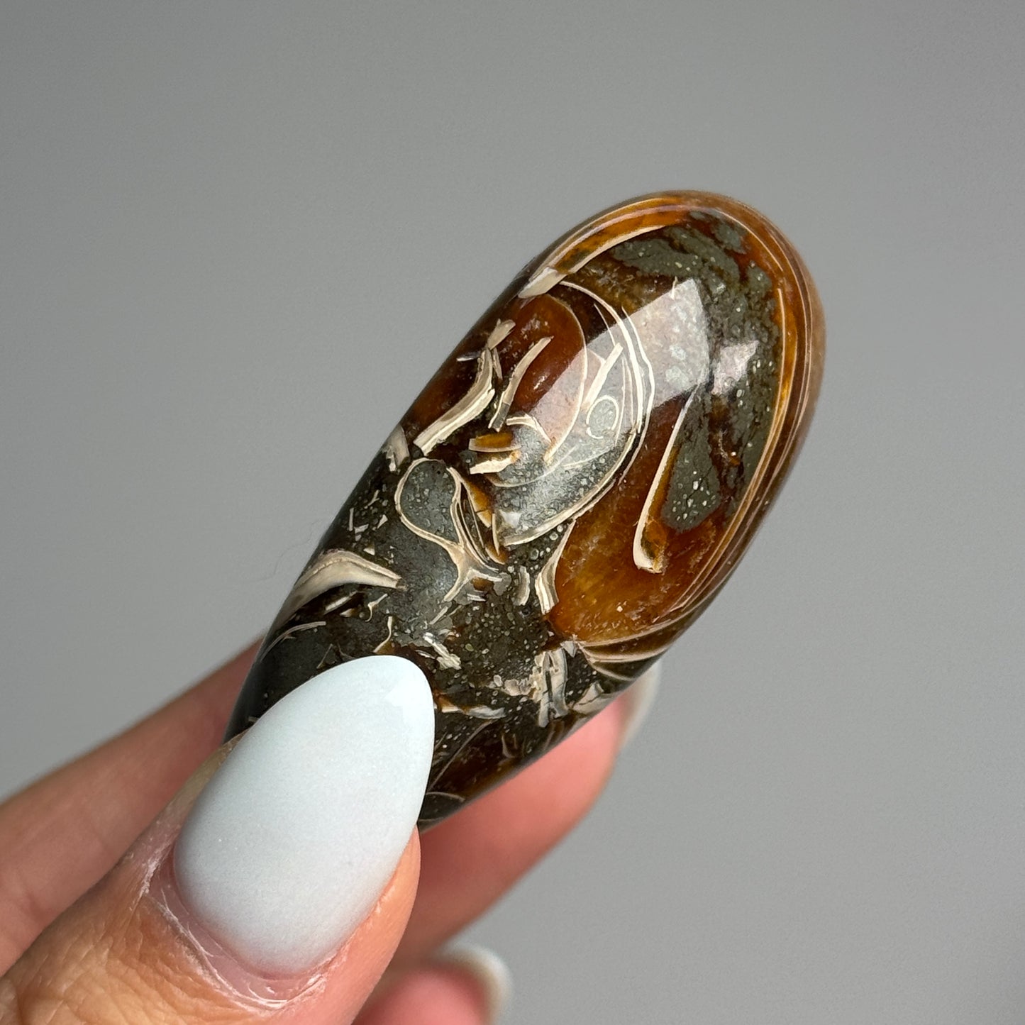 Ammonite Palm #06