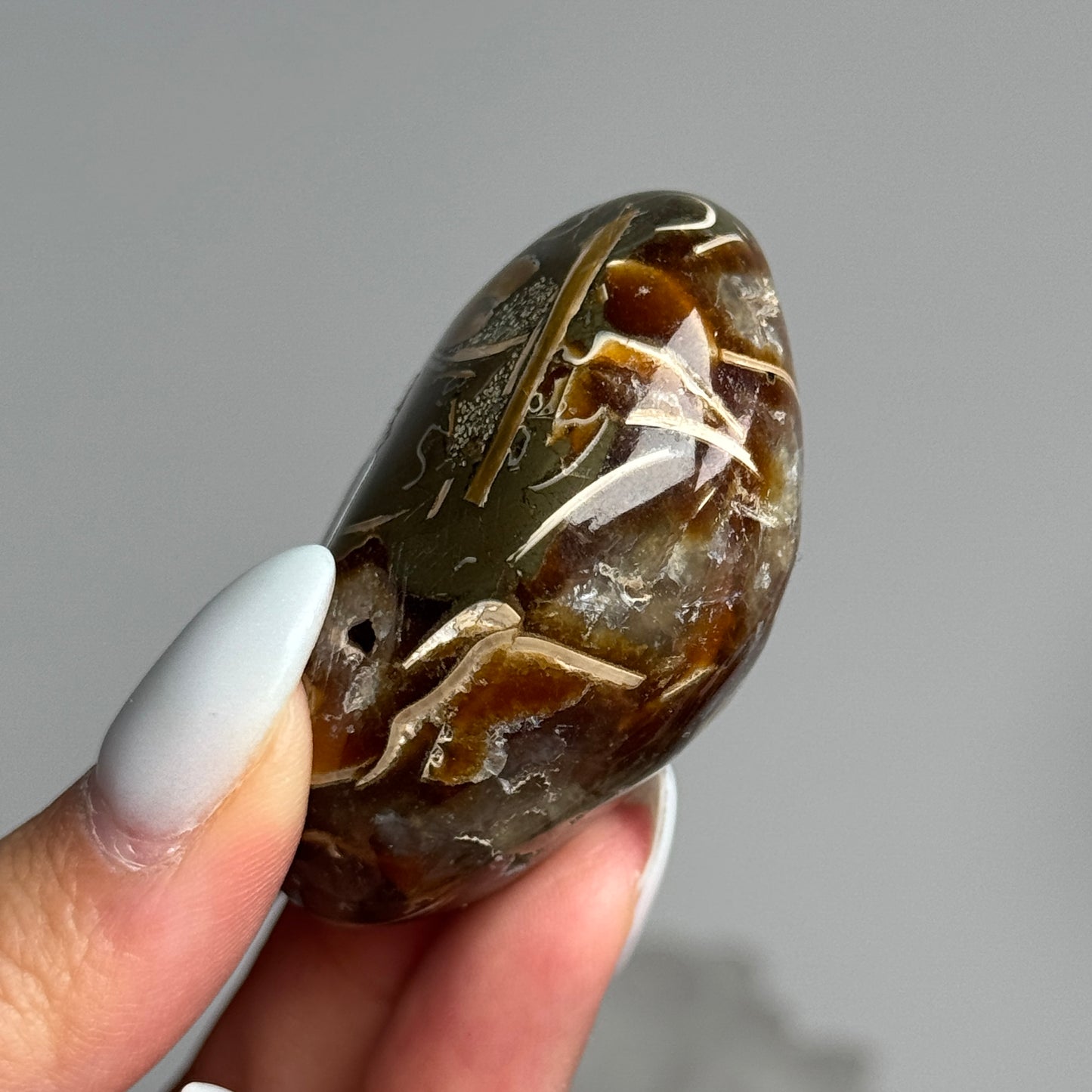 Ammonite Palm #15
