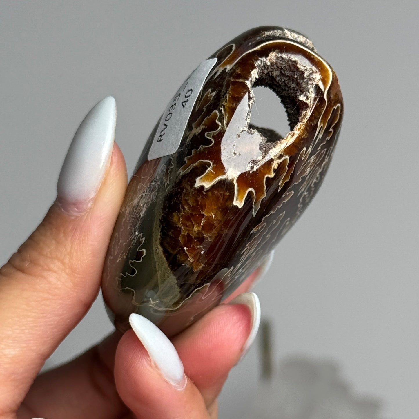 Ammonite Palm #17