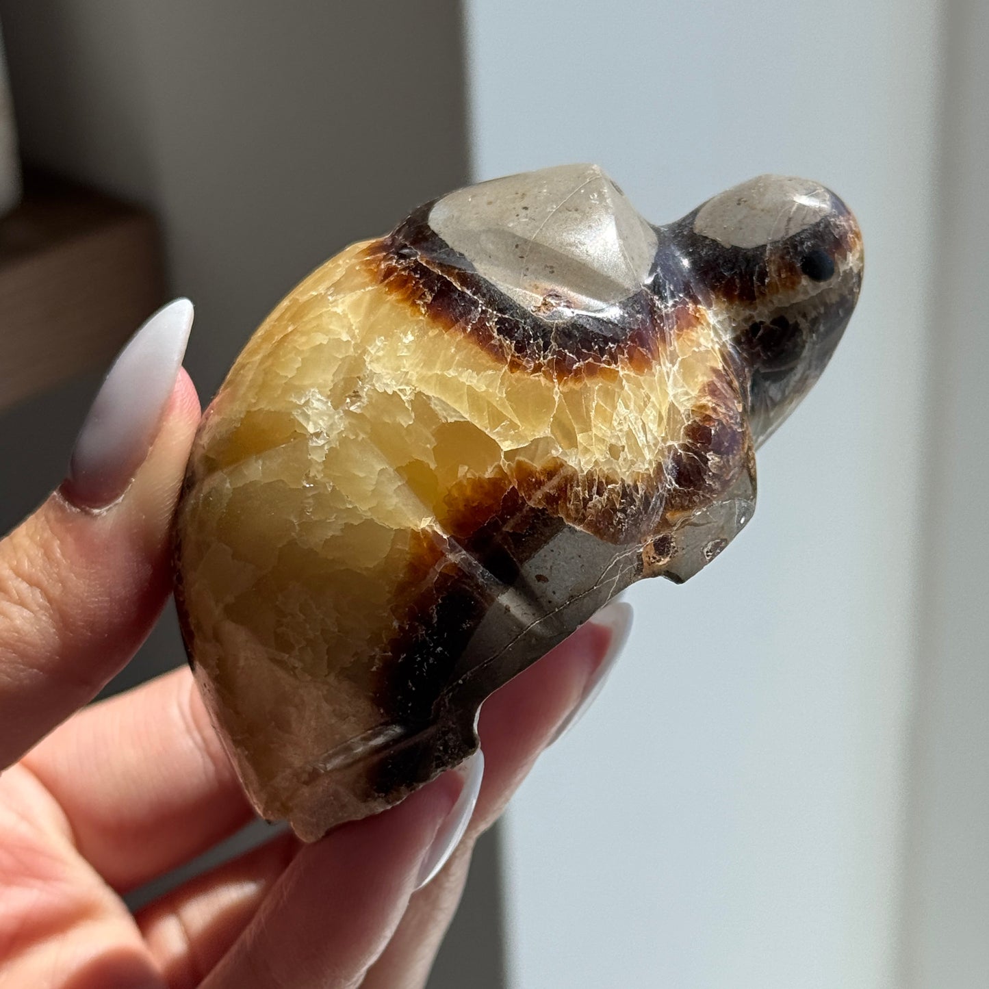 Septarian Turtle #8