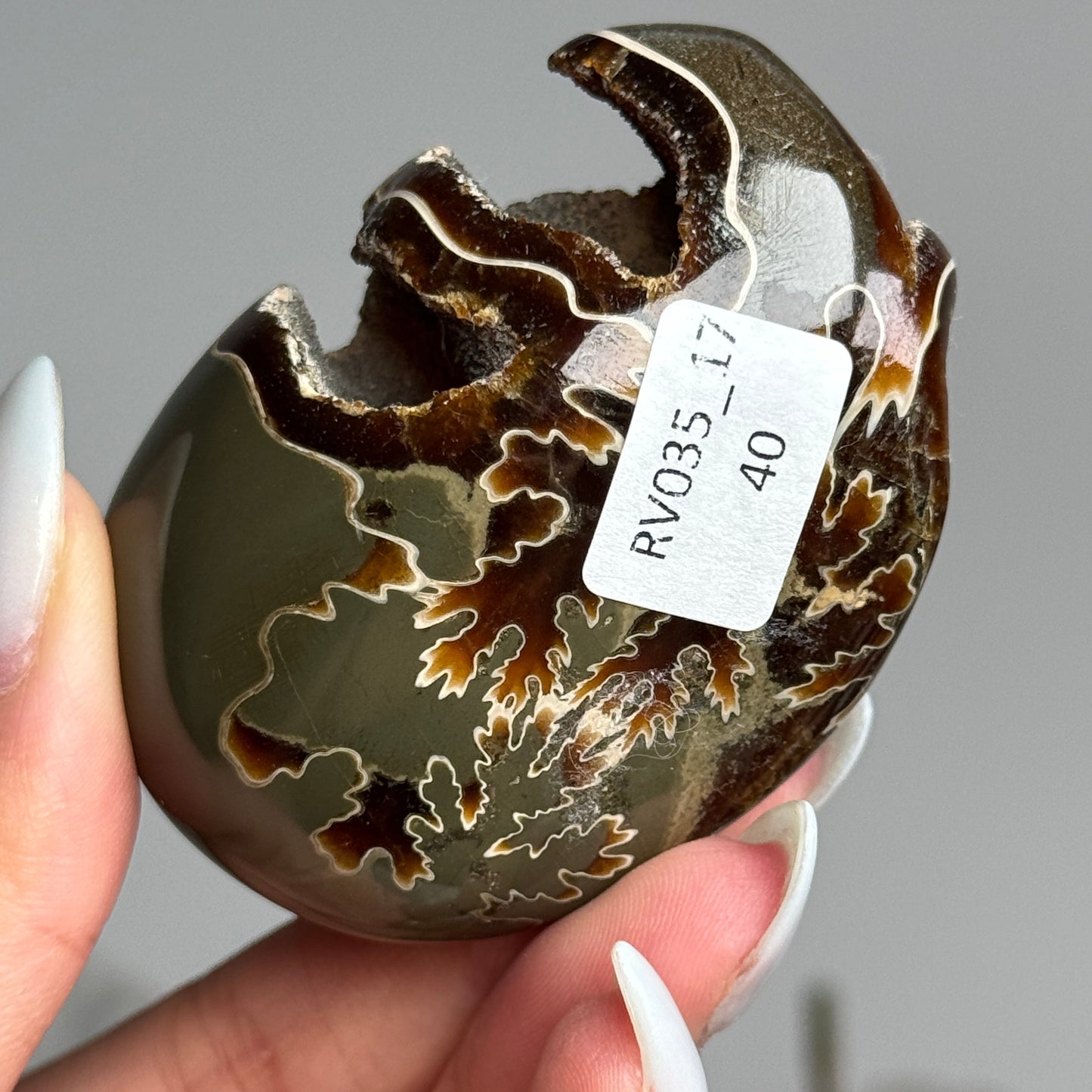 Ammonite Palm #17