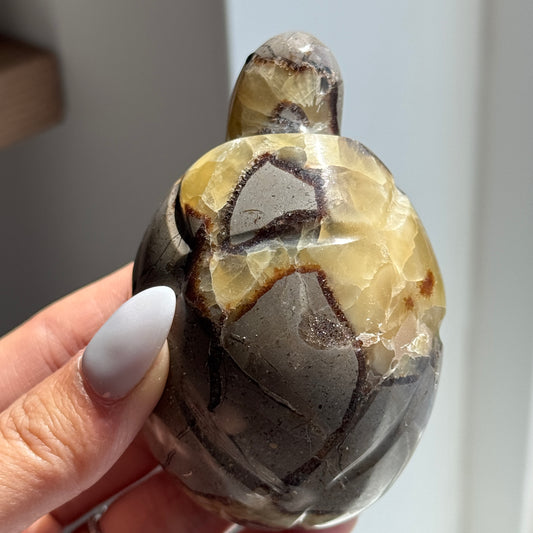 Septarian Turtle #6
