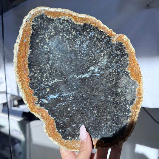 Palm Root Fossil Plate #2