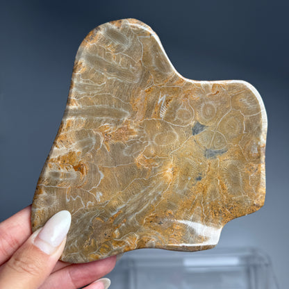 Fossil Coral Bowl #1