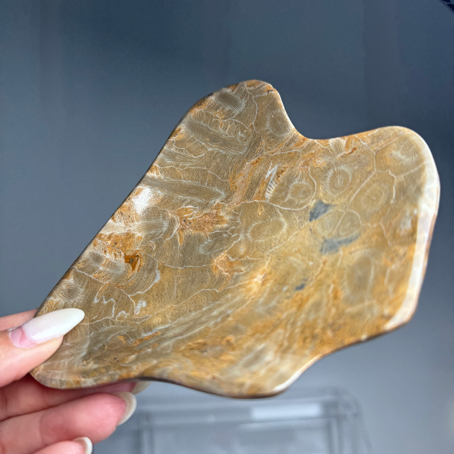 Fossil Coral Bowl #1