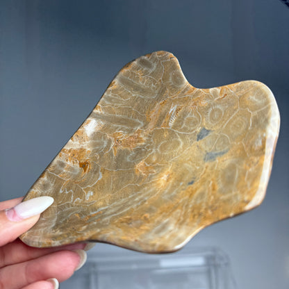 Fossil Coral Bowl #1