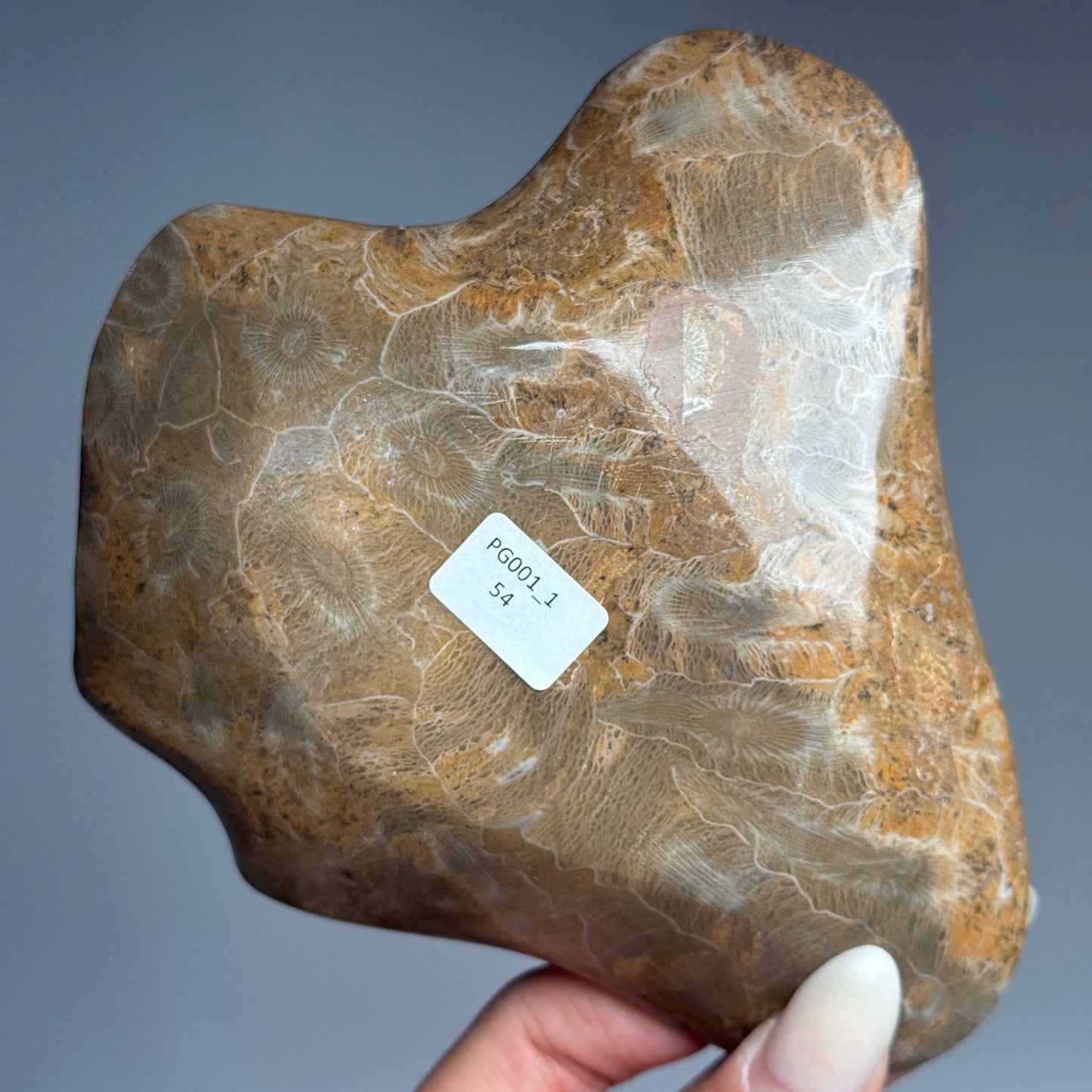 Fossil Coral Bowl #1