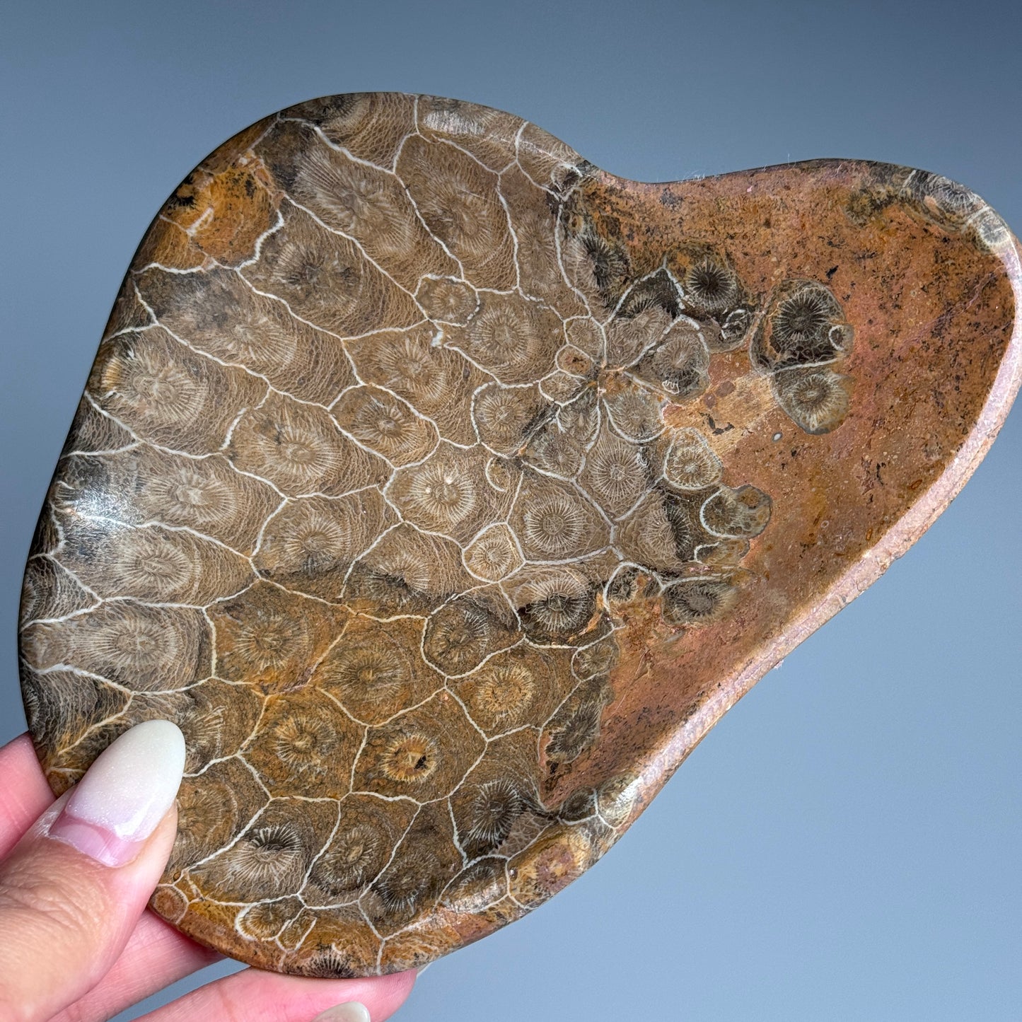 Fossil Coral Bowl #2