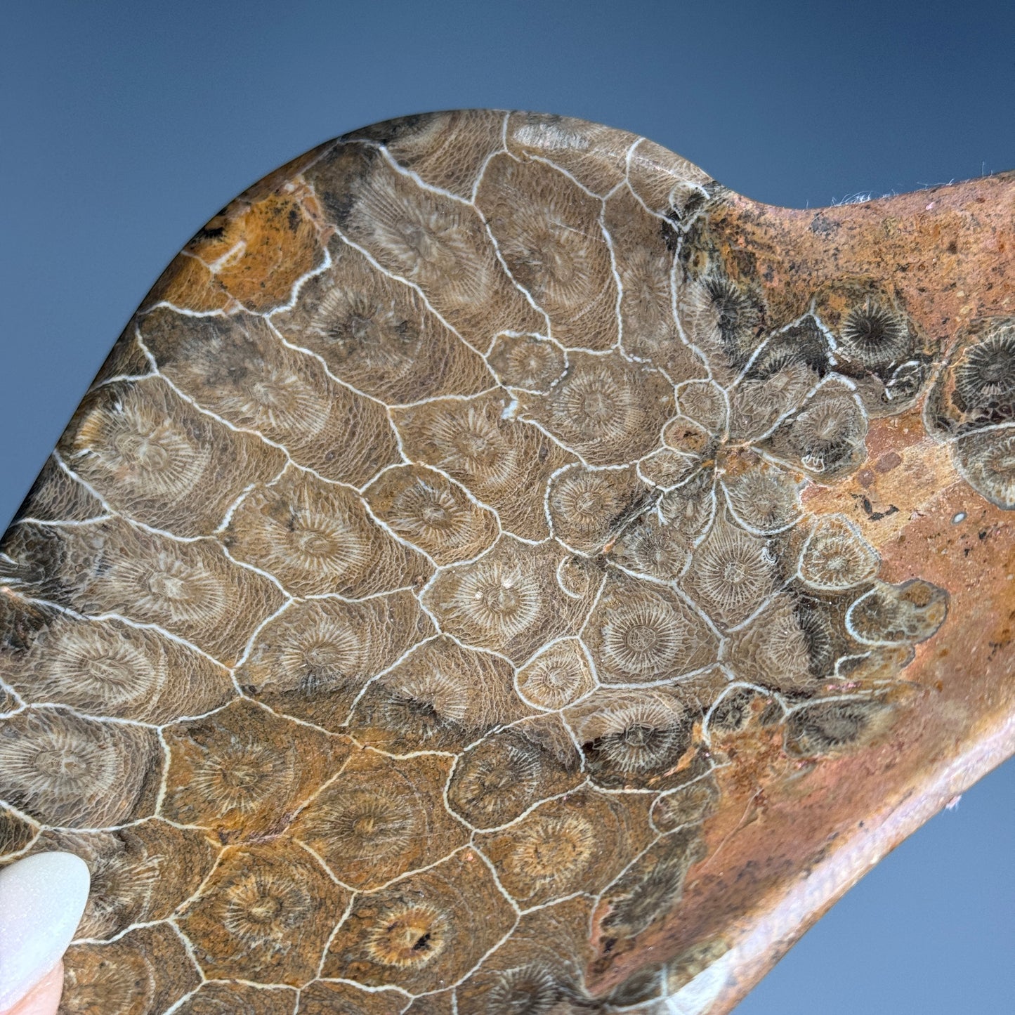 Fossil Coral Bowl #2
