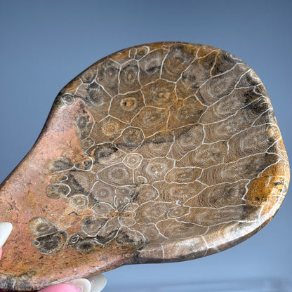 Fossil Coral Bowl #2
