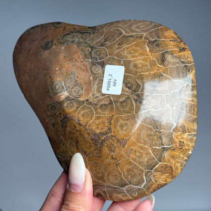 Fossil Coral Bowl #2