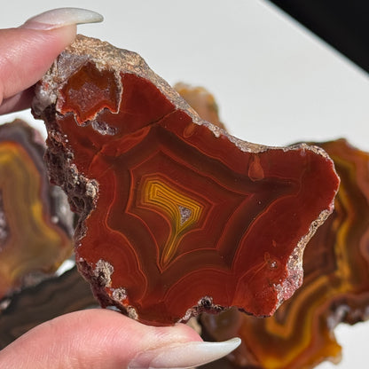 Condor Agate Geode [Argentina] #19