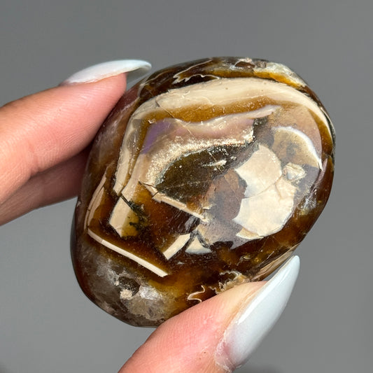 Ammonite Palm #15