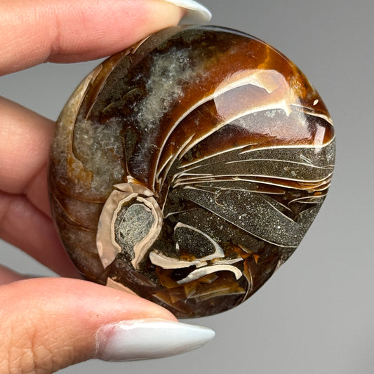 Ammonite Palm #09