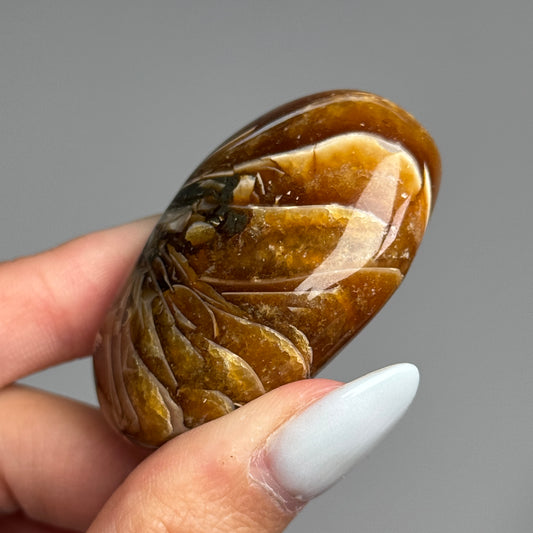 Ammonite Palm #06