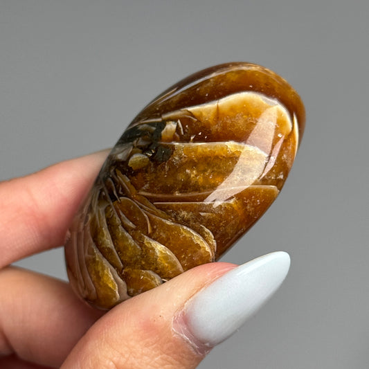 Ammonite Palm #06