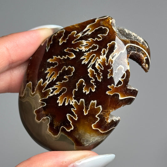 Ammonite Palm #17