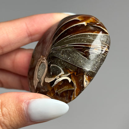 Ammonite Palm #09