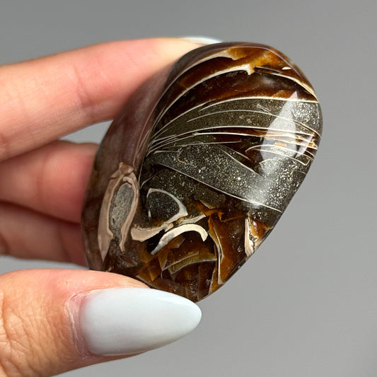 Ammonite Palm #09