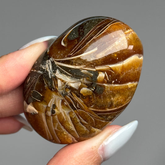 Ammonite Palm #06
