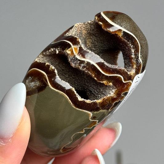 Ammonite Palm #17