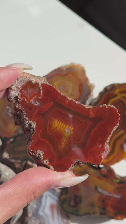 Condor Agate Geode [Argentina] #19