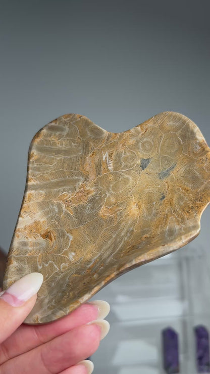 Fossil Coral Bowl #1