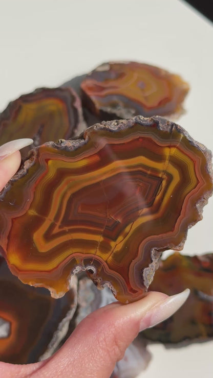 Condor Agate Geode [Argentina] #34