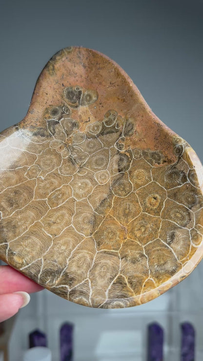 Fossil Coral Bowl #2